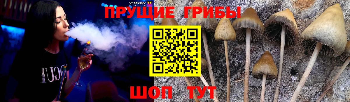 Псилоцибиновые грибы Psilocybe Выборг